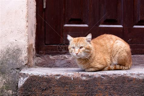 野猫死在家门口|风水学,有猫死在门前是啥意思？